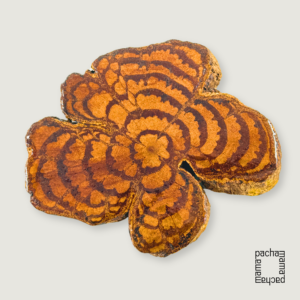 Ayahuasca 藤切片(大型)01