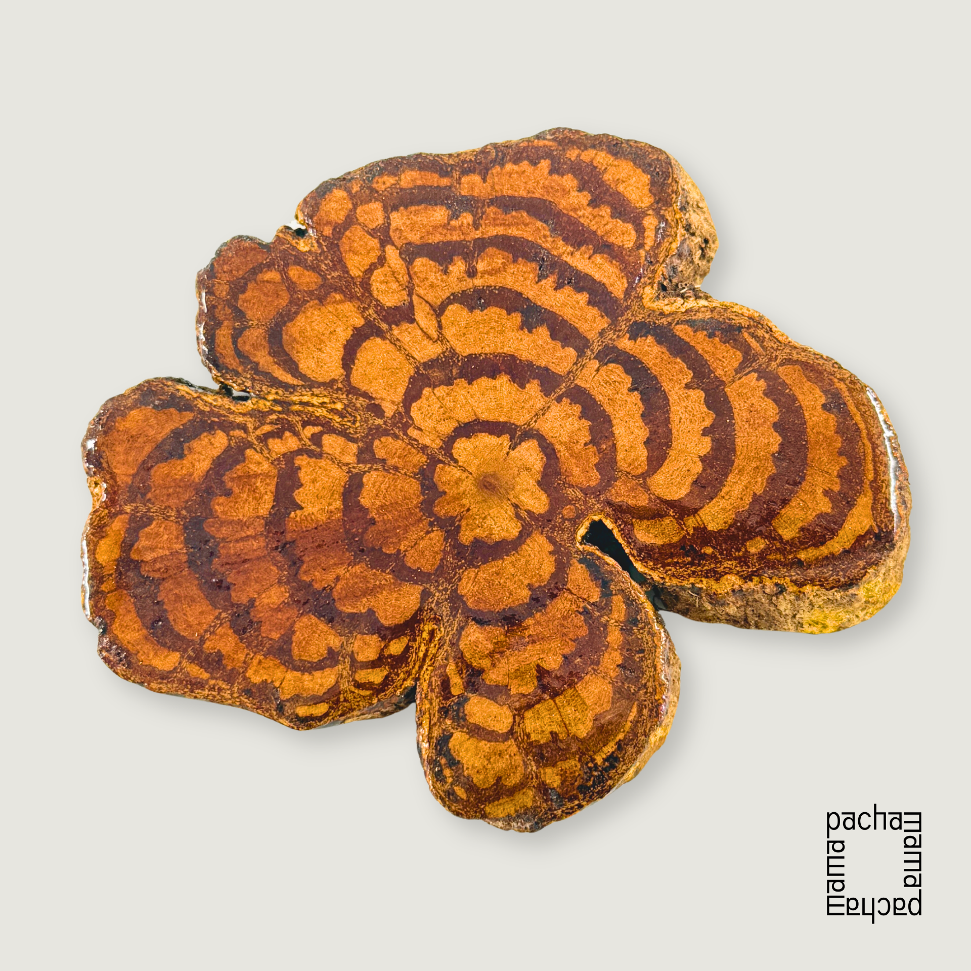 Ayahuasca 藤天然切片墜飾素材|大型 01