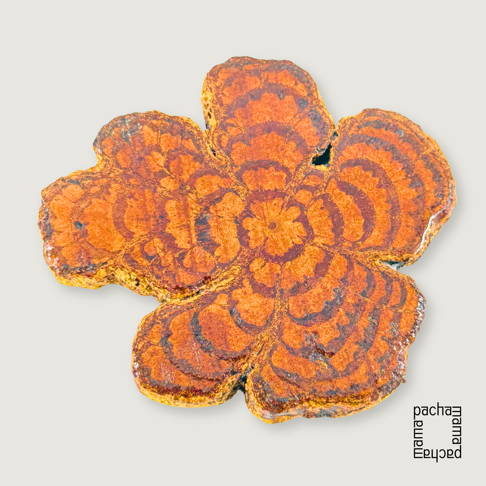 Ayahuasca 藤天然切片墜飾素材|大型 02
