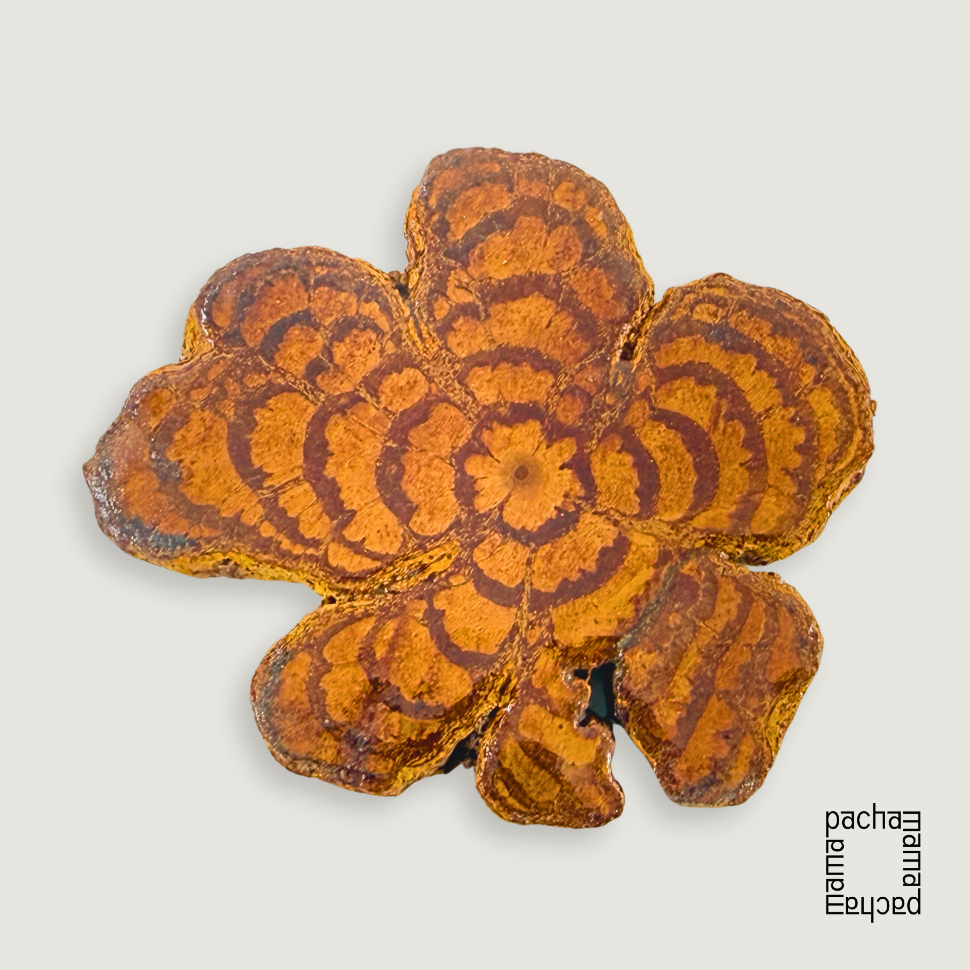 Ayahuasca 藤天然切片墜飾素材|大型 04