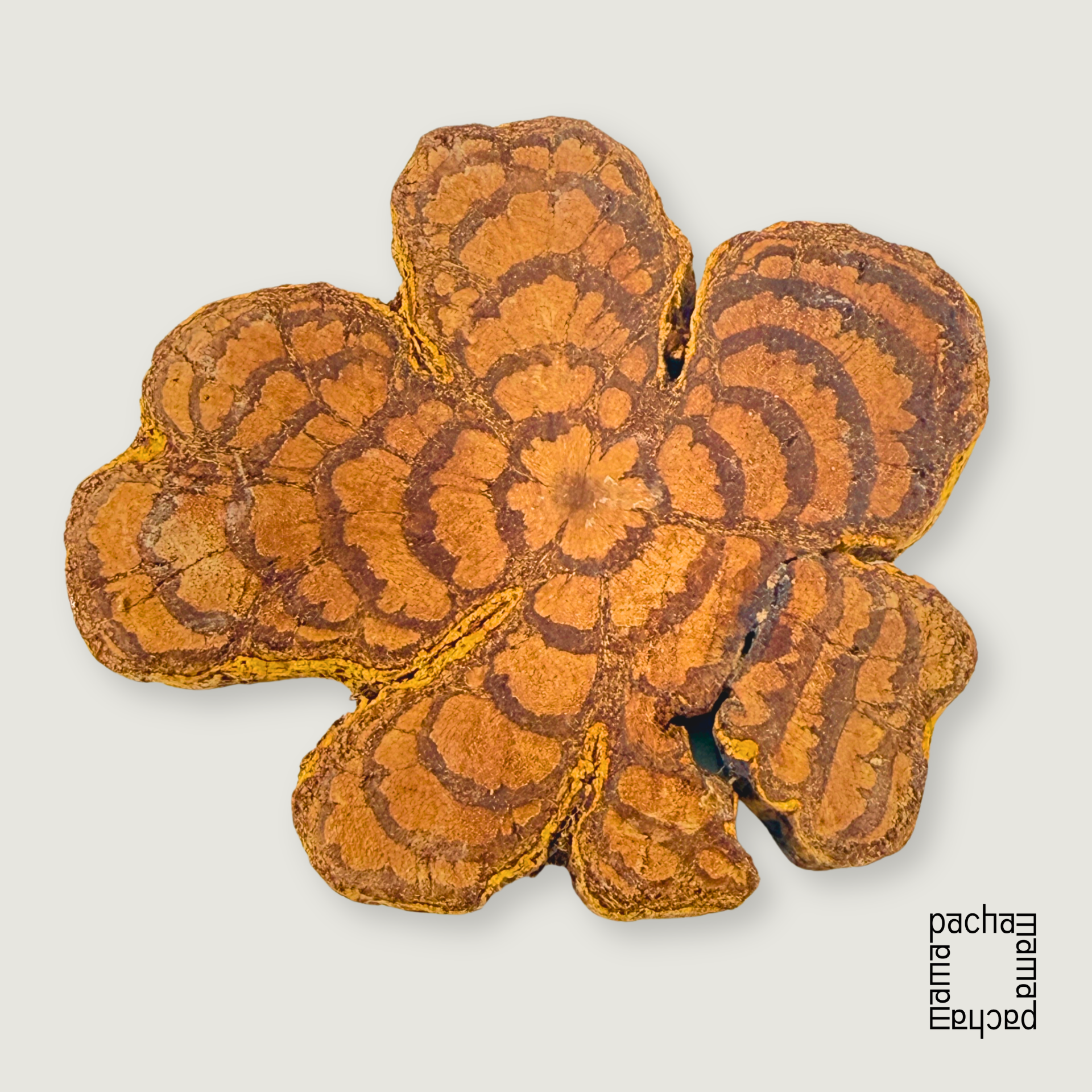 Ayahuasca 藤天然切片墜飾素材|大型 04:圖片 2