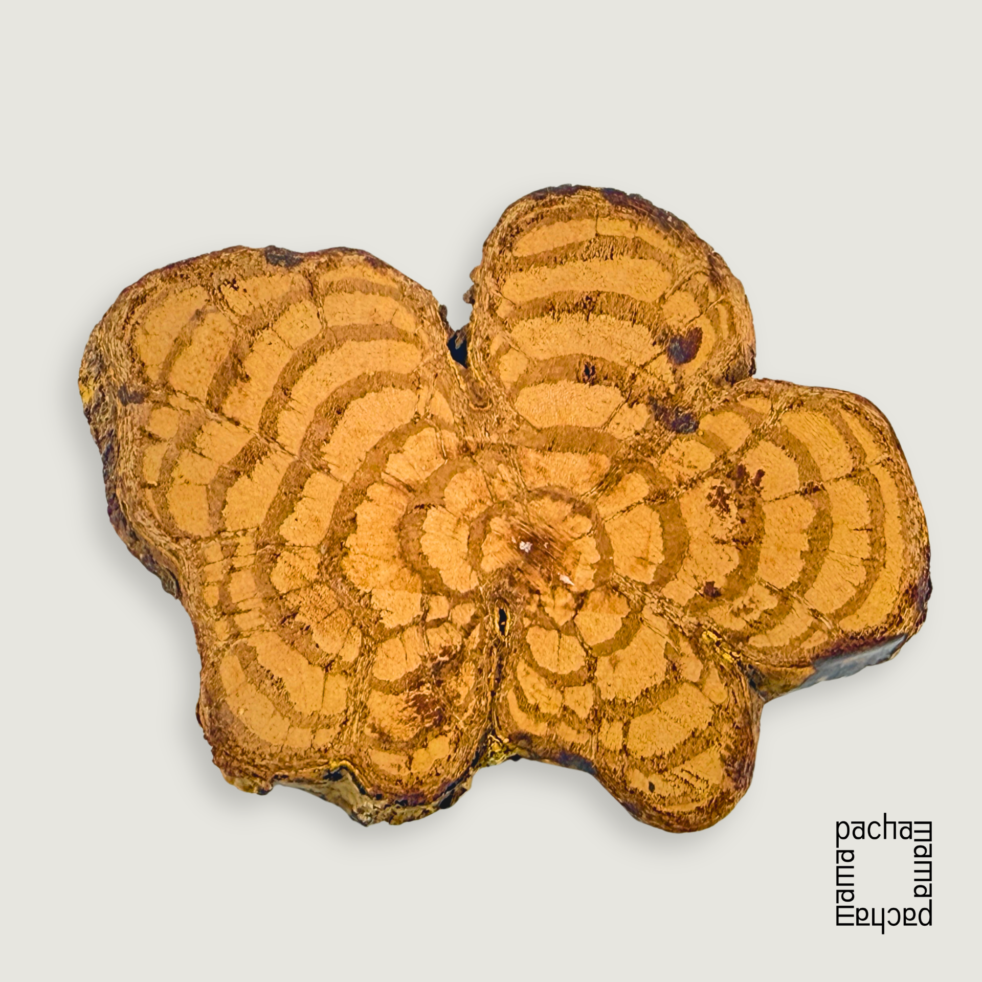 Ayahuasca 藤天然切片墜飾素材|大型 05:圖片 2