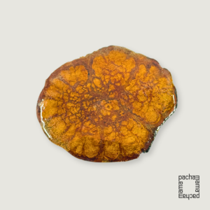 Ayahuasca 藤天然切片墜飾素材|中型 07